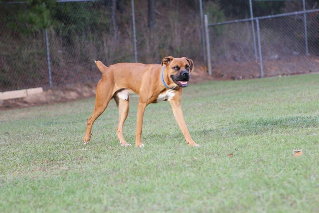a brown dog standing on top of a lush green field