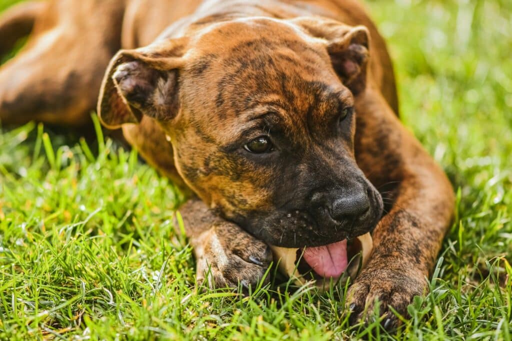 Brown brindle puppy chewing on a bone, lying on green grass in the sunlight.