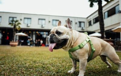 Why Is My Dog Panting So Much? What Every Dog Owner Should Know