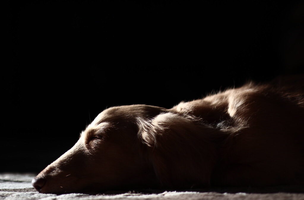 Why Is My Dog Throwing Up? Understanding the Causes and Solutions
