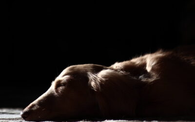 Why Is My Dog Throwing Up? Understanding the Causes and Solutions