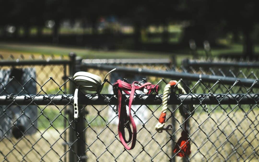 The Best Dog Parks in the DC Area for Your Furry Friend