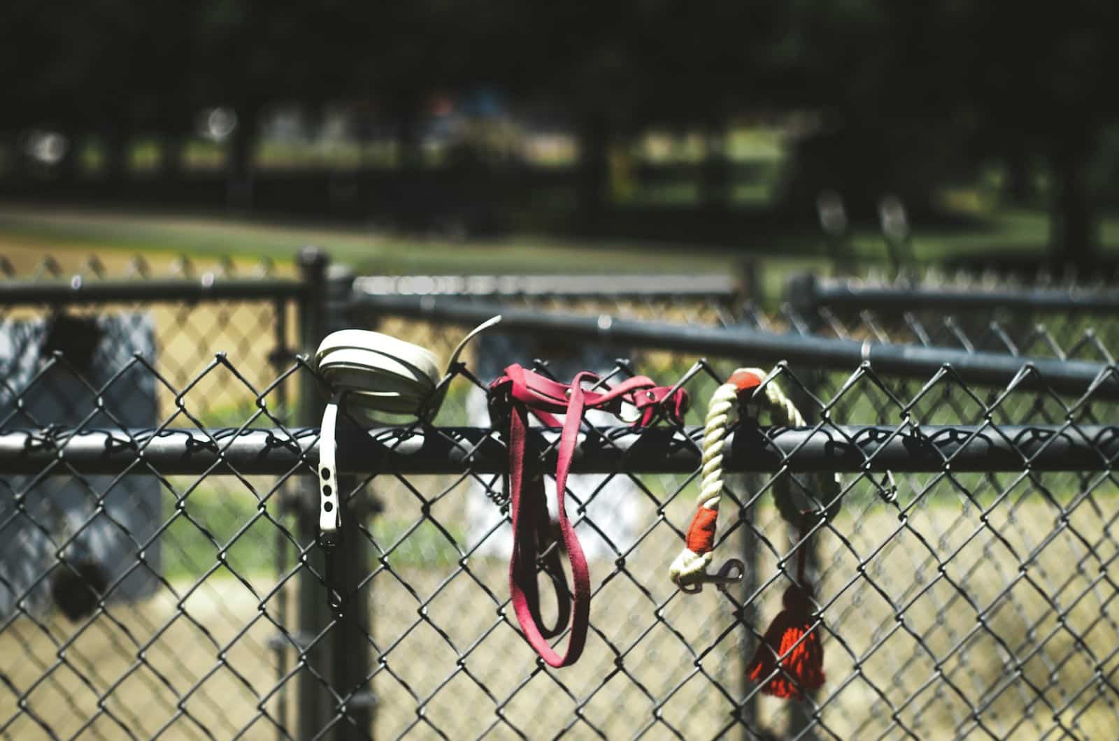 dog parks in the DC area