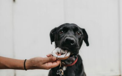 Why Is My Dog Not Eating His Food But Will Eat Treats?