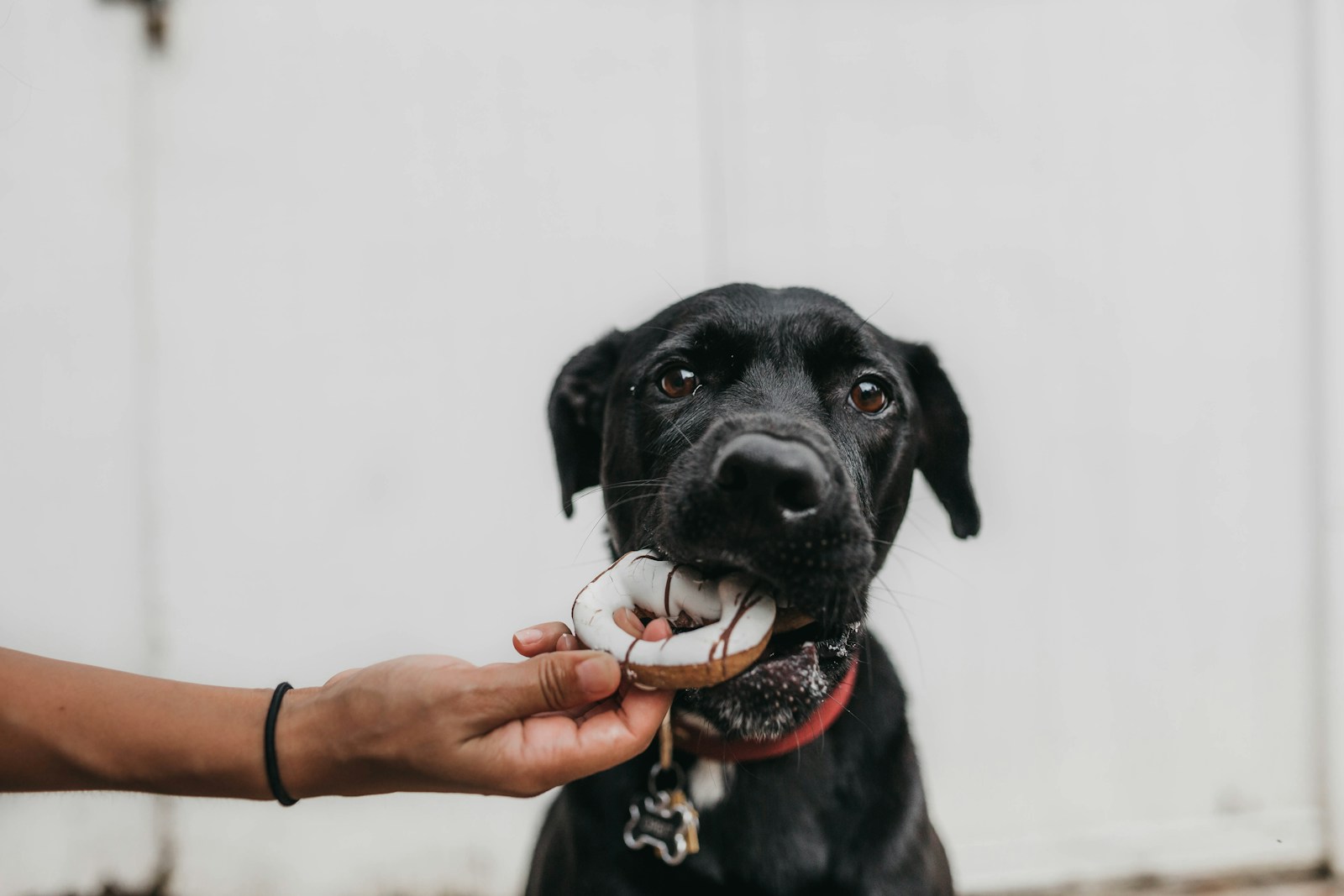 Why is My Dog Not Eating His Food but Will Eat Treats