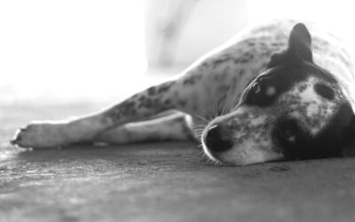 Why Is My Dog Coughing? Causes, Symptoms, and When to See a Vet