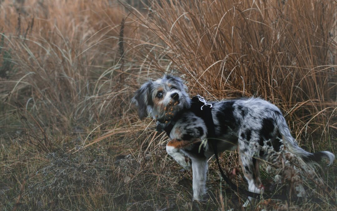 Why Is My Dog Eating Grass? What You Need to Know