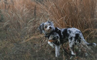 Why Is My Dog Eating Grass? What You Need to Know