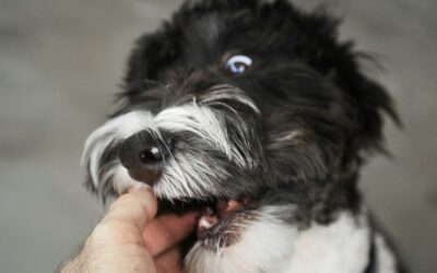 How to Train a Puppy Not to Bite: A Complete Guide
