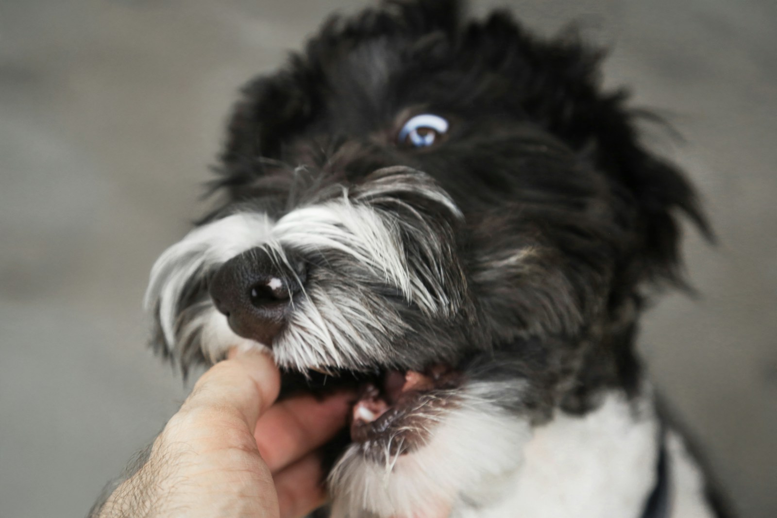 how to train a puppy not to bite