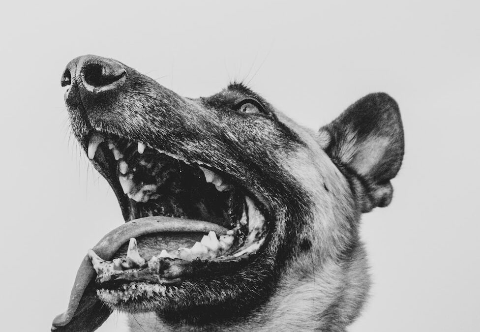Why Is My Dog Panting? Understanding the Causes and When to Seek Help