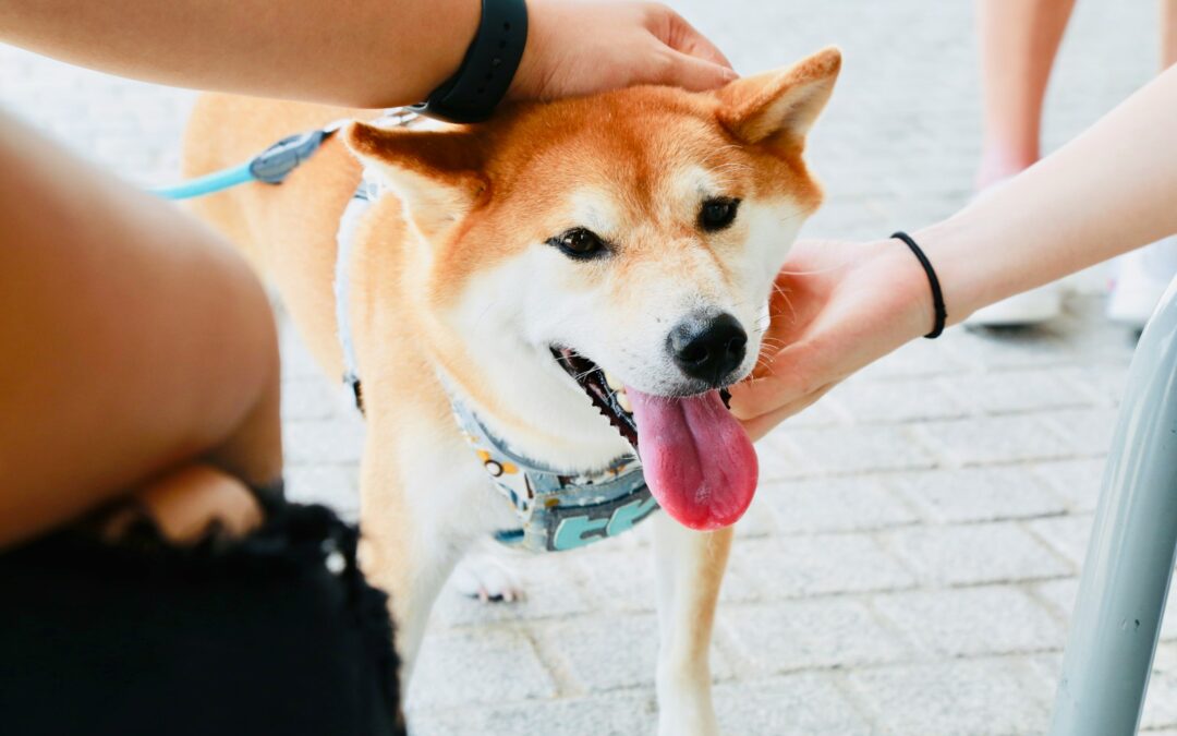 Why Do Dogs Like to Be Pet? Understanding Canine Affection