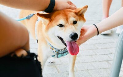 Why Do Dogs Like to Be Pet? Understanding Canine Affection