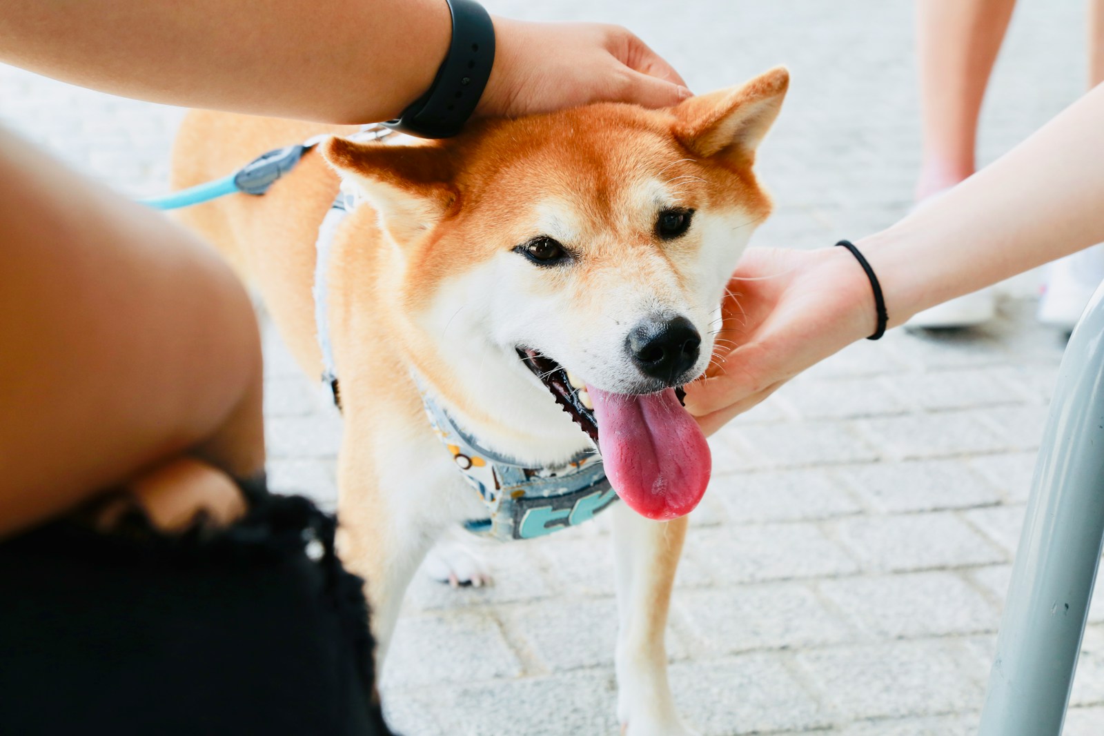 why do dogs like to be pet