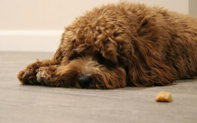 The Best Calming Treats for Dogs to Ease Stress and Anxiety In 2025