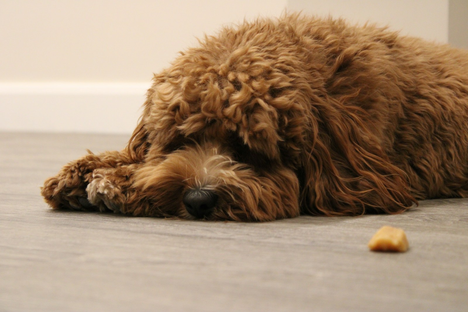 best calming treats for dogs