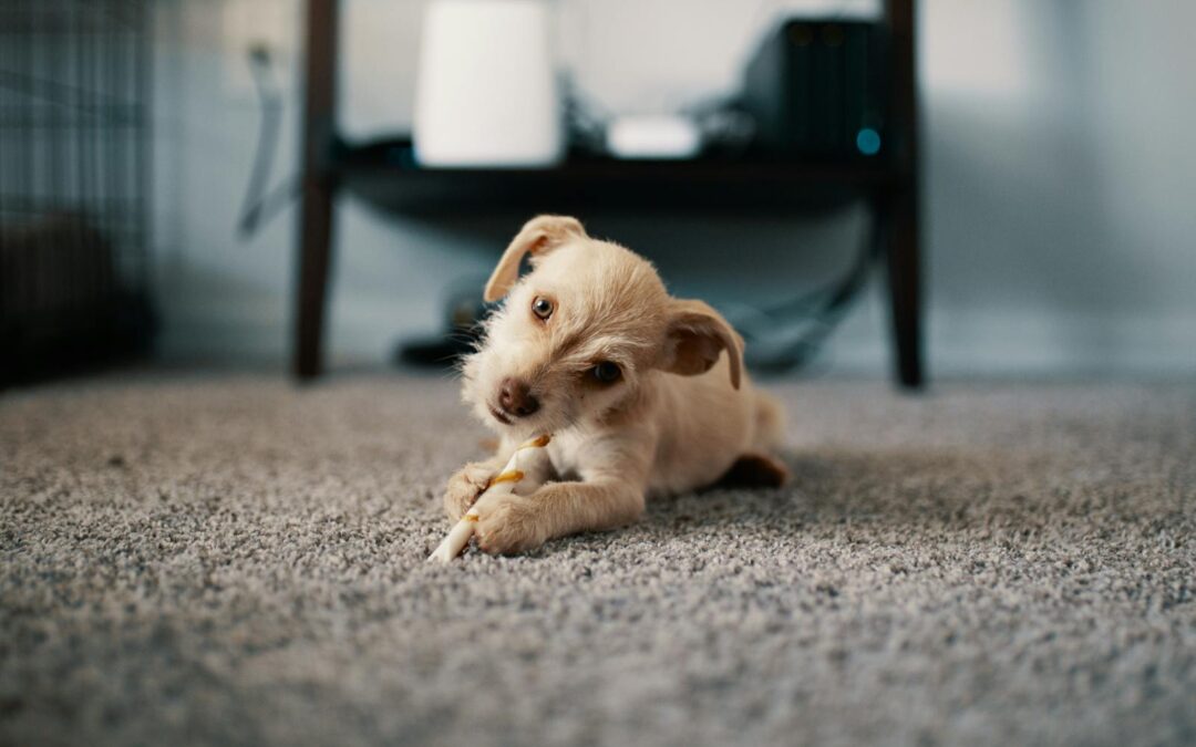 Small Dog Breeds Perfect for Families and Apartment Life