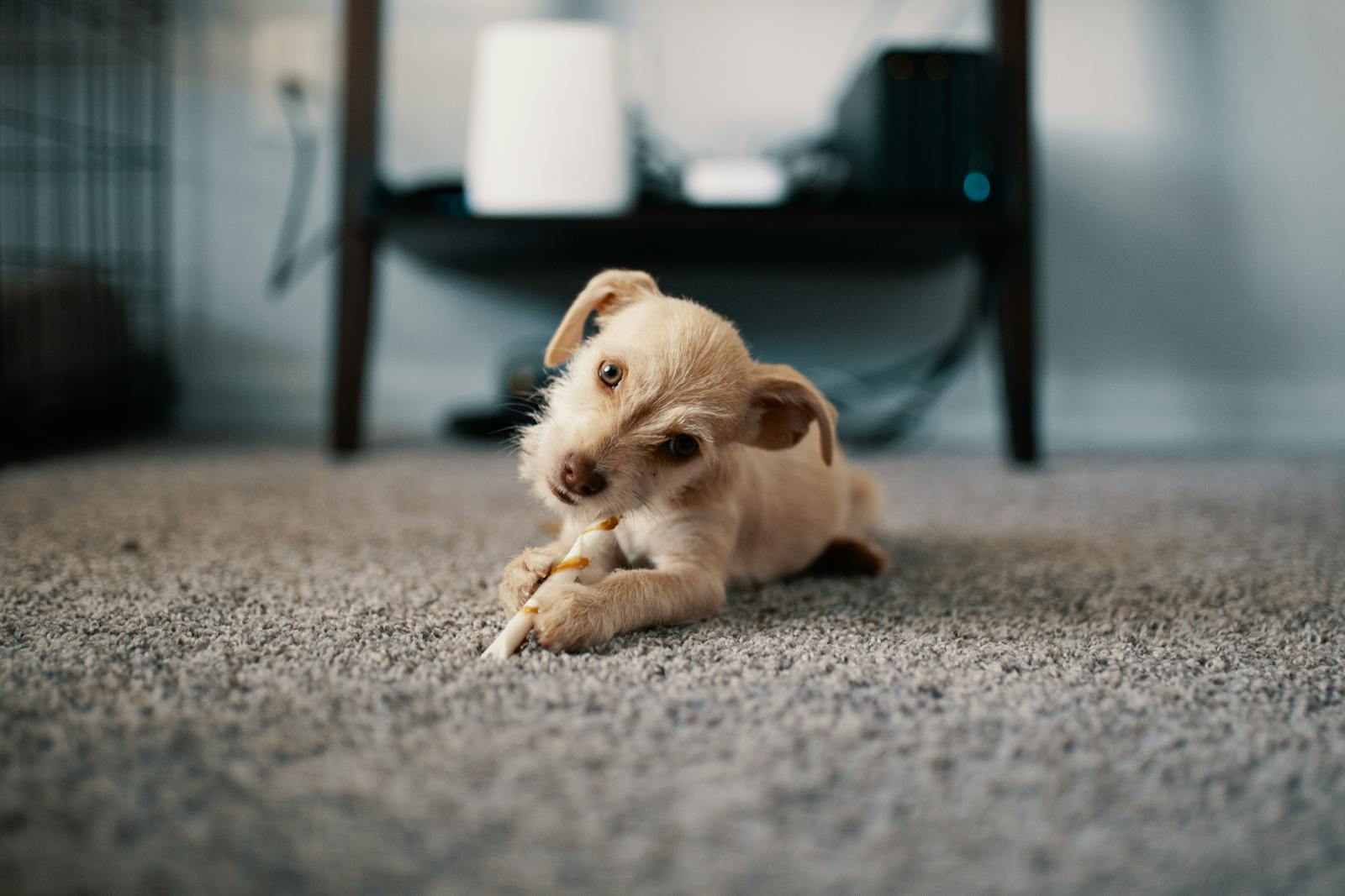 small dog breeds
