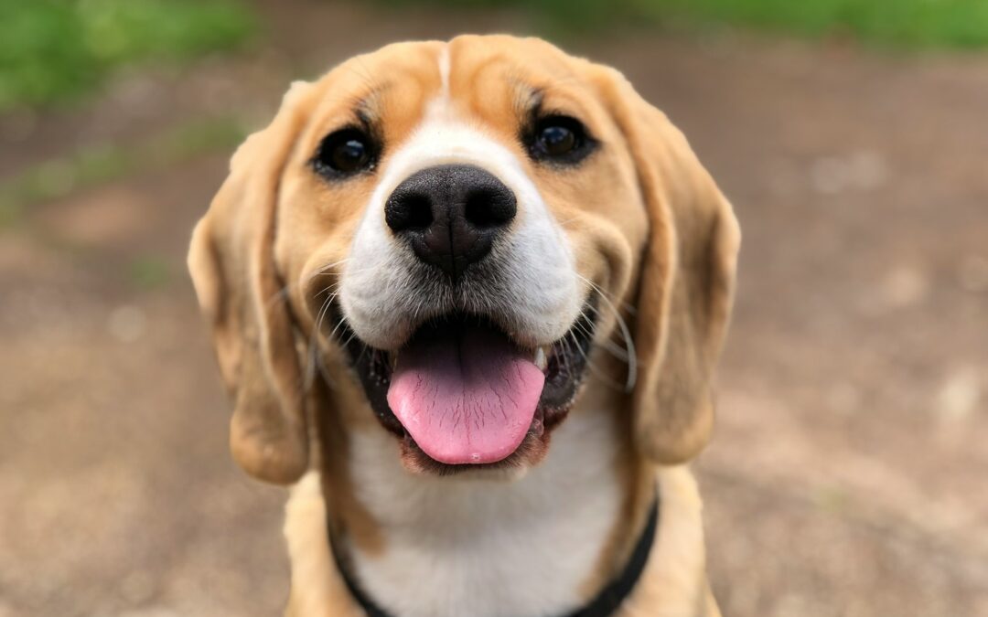 The Best Ways to Express Your Dog Love Language and Strengthen Your Bond