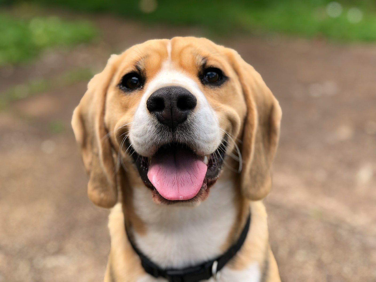dog love