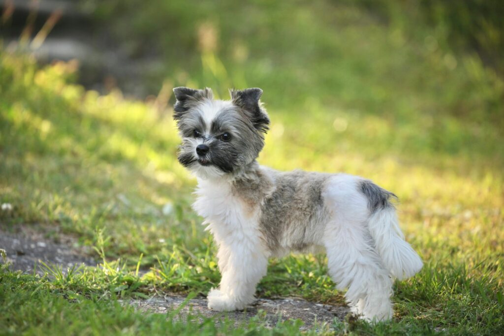 A small dog standing on top of a lush green field