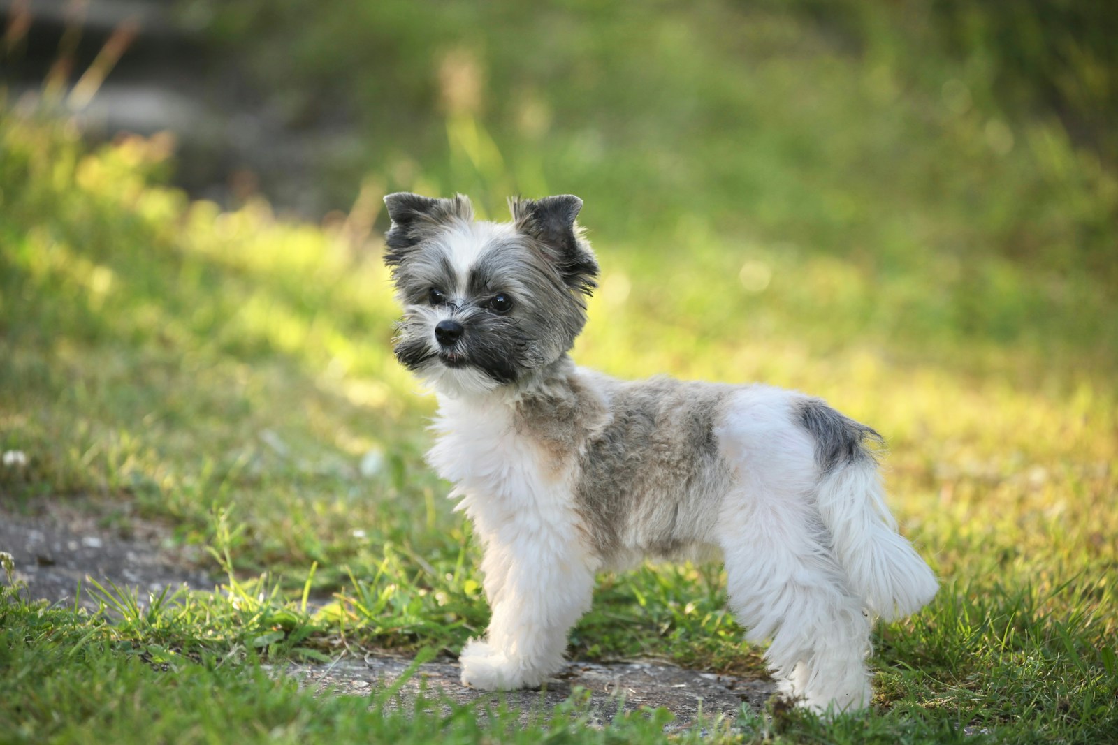 A small dog standing on top of a lush green field