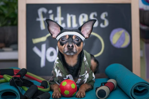 Best Tips for Exercising Your Dog on Treadmill Safely and Effectively