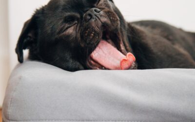 The Top 10 Laziest Dog Breeds That Are Perfect for Relaxed Owners