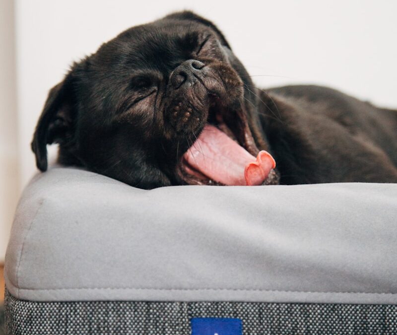 The Top 10 Laziest Dog Breeds That Are Perfect for Relaxed Owners