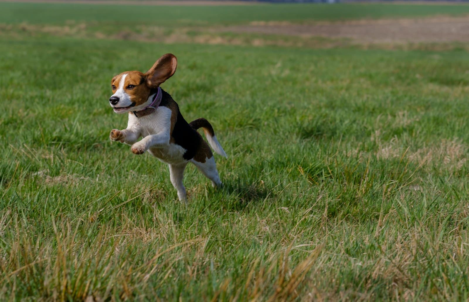 beagle leap on grass field 2025 SPRING ENVIGO Beaglepalooza!