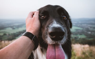 15 Signs Your Dog Loves You (More Than You Know)