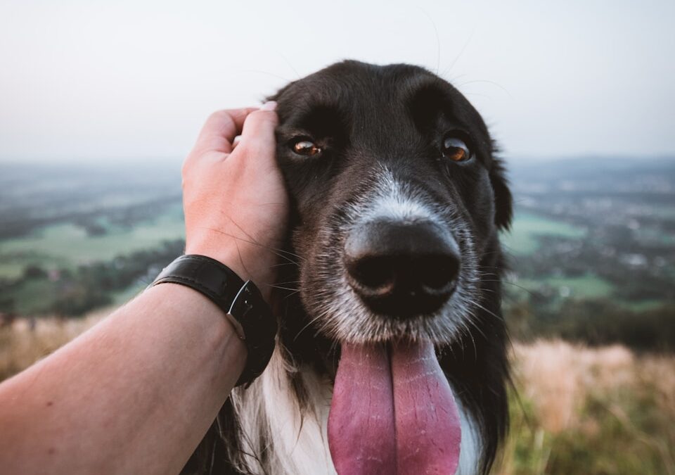 15 Signs Your Dog Loves You (More Than You Know)