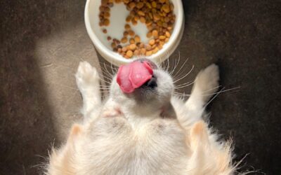 Top High Protein Dog Food Options for Optimal Canine Health | Why Your Dog Deserves a Protein-Packed Diet