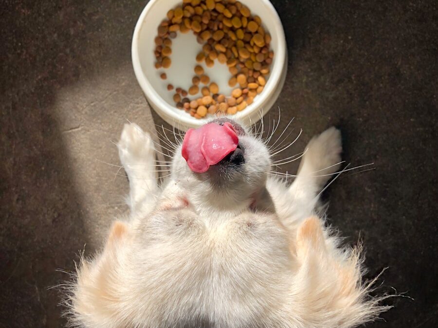 Top High Protein Dog Food Options for Optimal Canine Health | Why Your Dog Deserves a Protein-Packed Diet