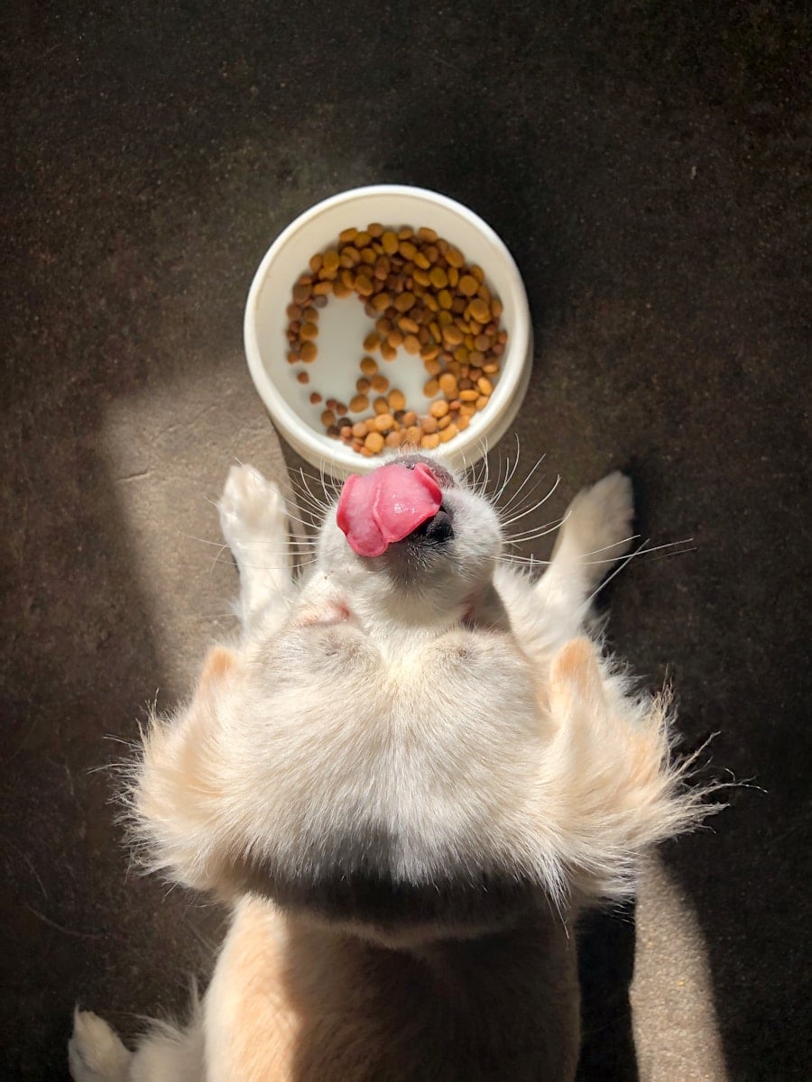 high protein dog food