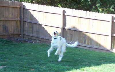 The Joyful Chaos of Zoomies: Why Your Pets Burst into Sudden Energy