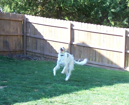 The Joyful Chaos of Zoomies: Why Your Pets Burst into Sudden Energy