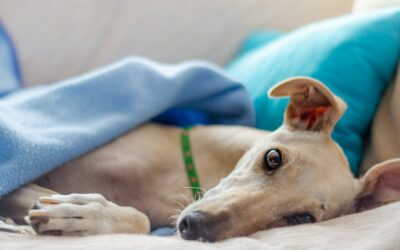 Lazy Dog Breeds Perfect for Apartment Dwellers and Low-Energy Owners