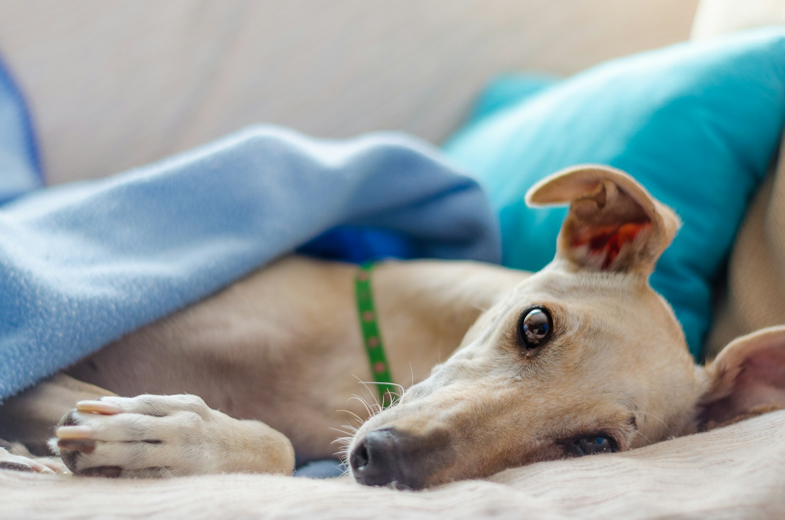 lazy dog breeds
