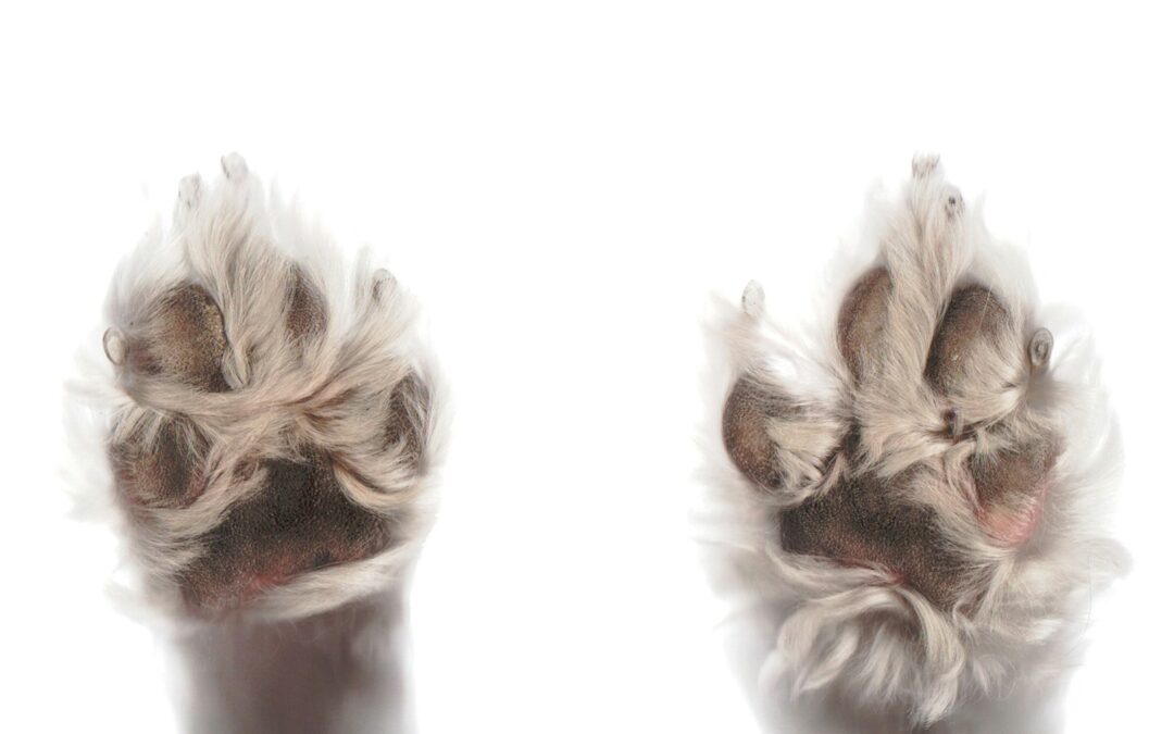 Why Does My Dog Lick His Paws? When It’s Normal VS When It’s Not