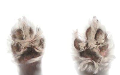 Why Does My Dog Lick His Paws? When It’s Normal VS When It’s Not