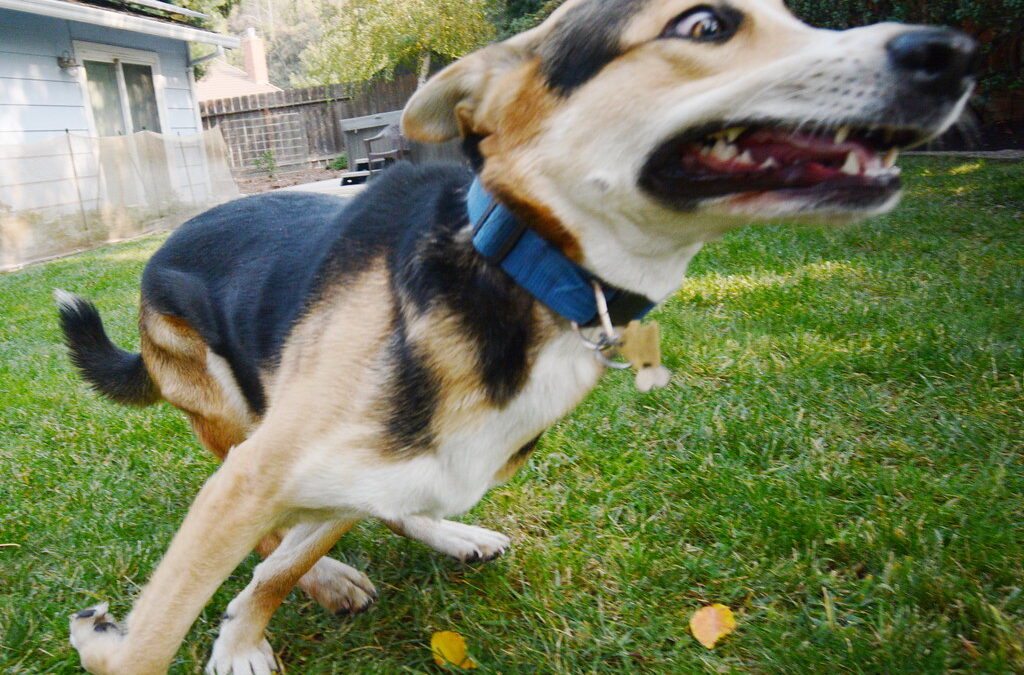 Why Do Dogs Get the Zoomies? Understanding Your Pup’s Sudden Bursts of Energy