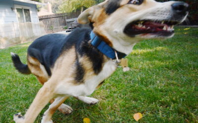 Why Do Dogs Get the Zoomies? Understanding Your Pup’s Sudden Bursts of Energy