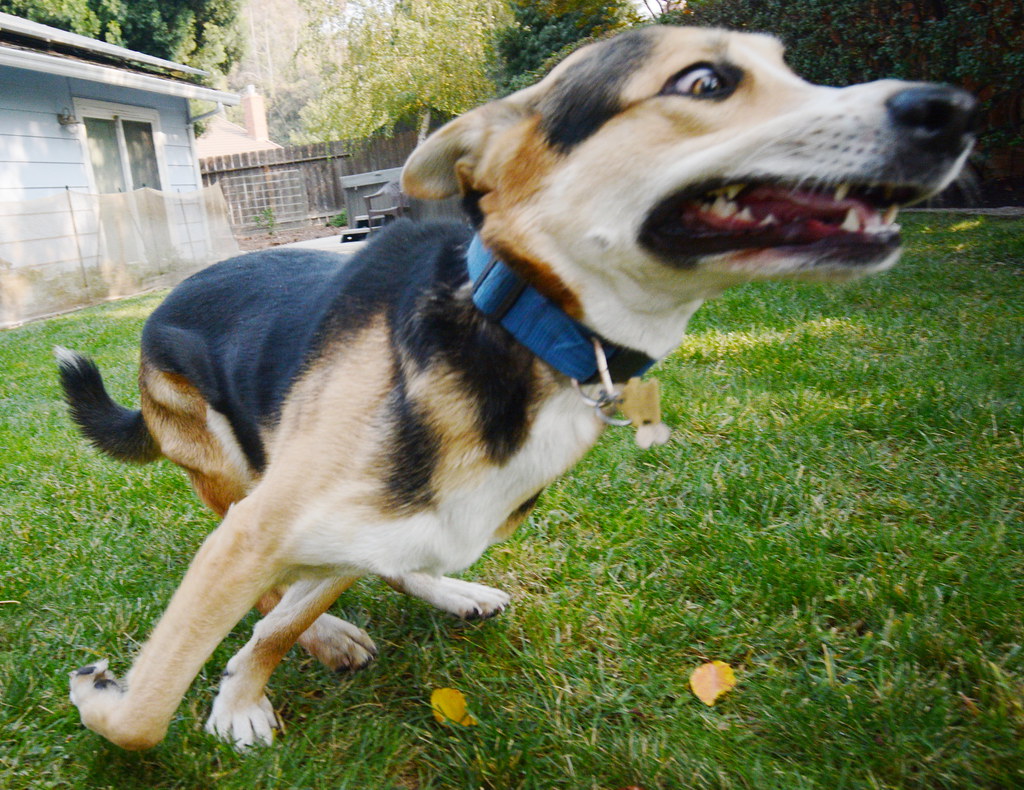 why do dogs get the zoomies