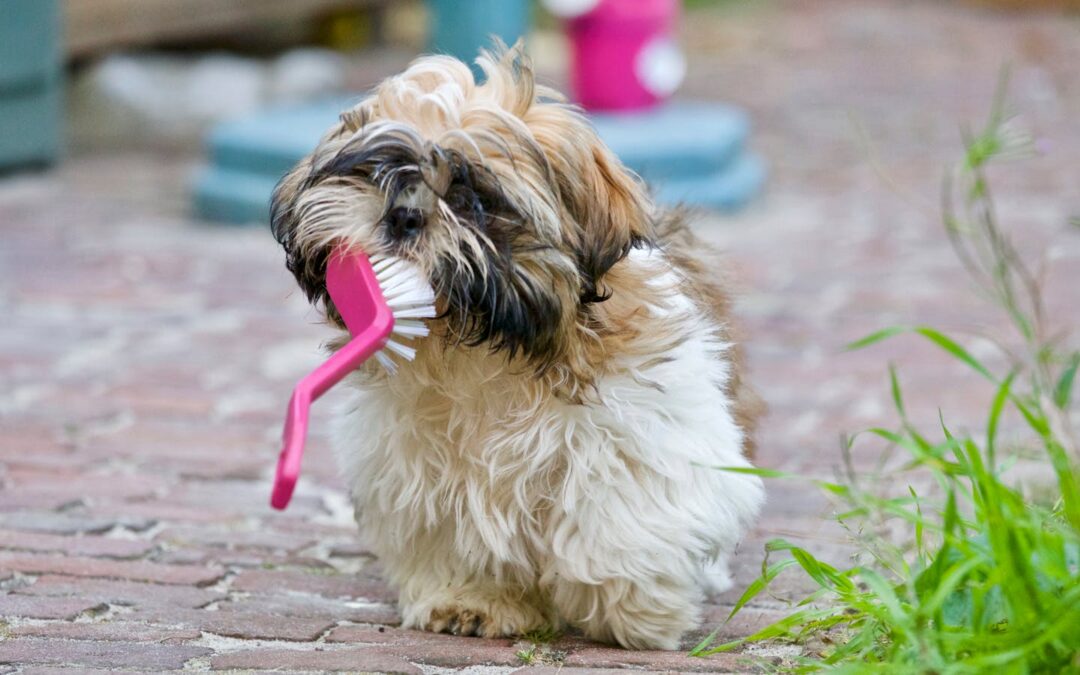 How Many Teeth Does a Dog Have? Understanding Your Pet’s Dental Health