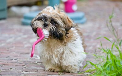 How Many Teeth Does a Dog Have? Understanding Your Pet’s Dental Health
