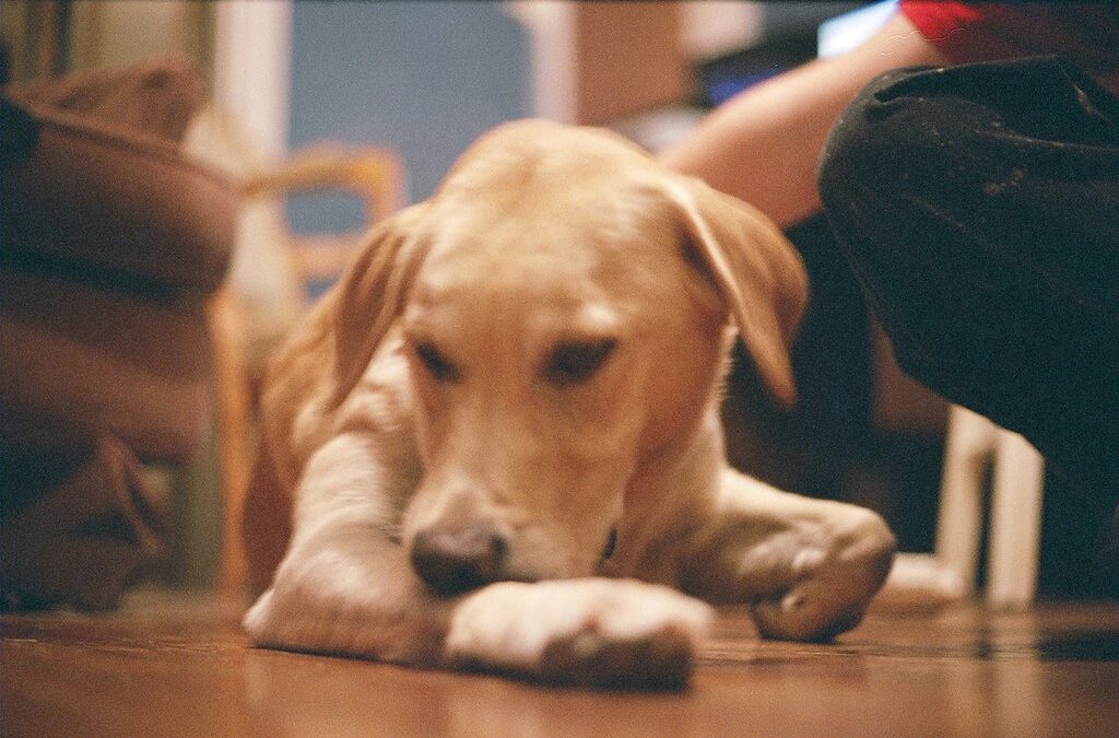 Fleas on Dogs: Everything You Need to Know to Protect Your Pet