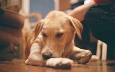 Fleas on Dogs: Everything You Need to Know to Protect Your Pet