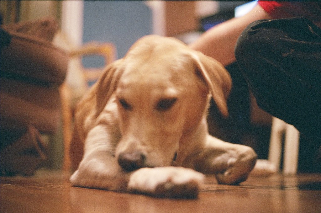 fleas on dogs
