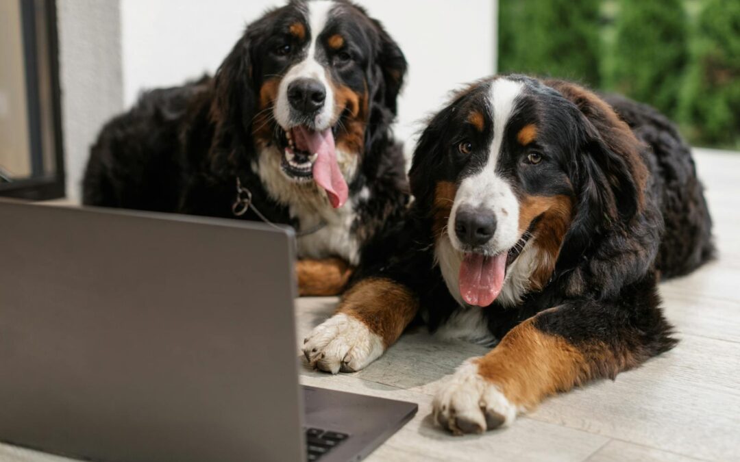 The Best Fluffy Dogs for Your Perfect Companion Experience